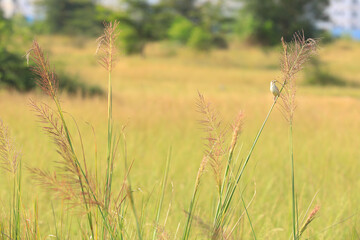 Fototapeta premium a bird with a prey in a field
