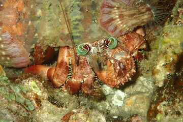 Anemone Hermit Crab