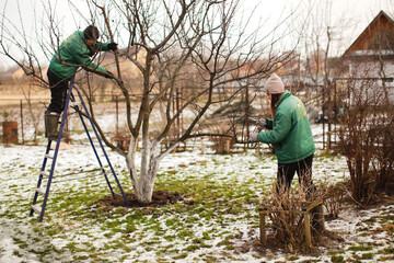 gardening team, cute caucasian female gardeners pruning apple tree branches with hedge trimmer and...