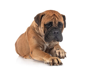 puppy bullmastiff in studio
