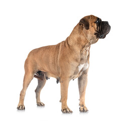 puppy bullmastiff in studio