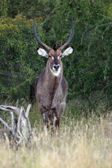 The waterbuck (Kobus ellipsiprymnus) large male standing in the bush. A big male antelope emerges from a dense thicket.