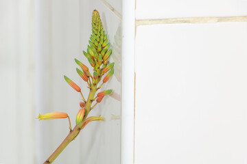 Aloe in beautiful bloom inside. How to take care for Aloe to bloom