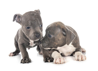 puppies staffordshire bull terrier