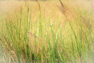 wheat field in summer