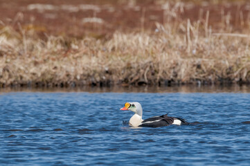King Eider (Somateria spectabilis) in Barents Sea coastal area, Russia