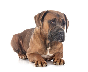 cane corso in studio