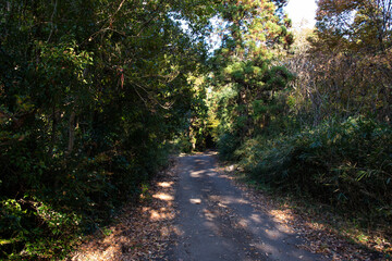 Fototapeta premium 山道