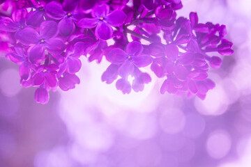 Fototapeta na wymiar Purple lilac branch with flowers close-up.