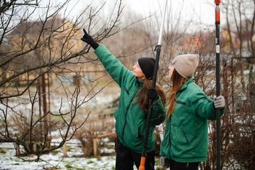 gardening team, cute caucasian female gardeners pruning apple tree branches with hedge trimmer and...