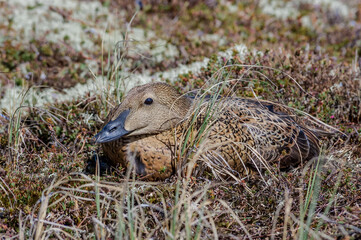 King Eider (Somateria spectabilis) female at nest in Barents Sea coastal area, Russia