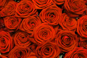 red rose flowers as background