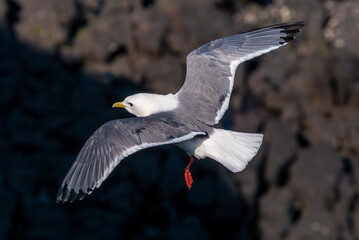 Red-legged Kittiwake (Rissa brevirostris) at St. George Island, Pribilof Islands, Alaska, USA