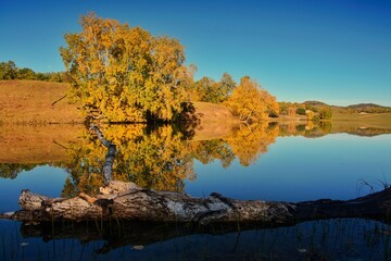 中国内蒙古乌兰布统草原秋季风光