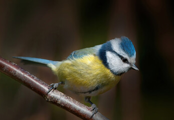 Blaumeise (  Cyanistes caeruleus )