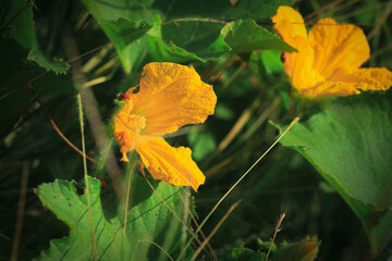 yellow maple leaf on the ground