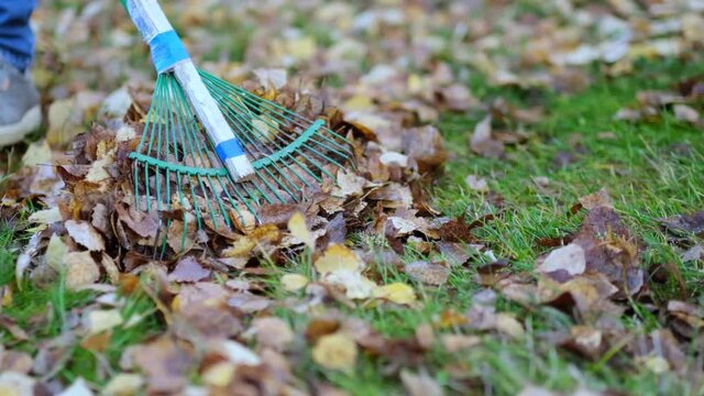 Rake with fallen leaves at autumn. Gardening during fall season. Cleaning lawn from leaves. Autumnal work in garden. close up view. 4k Slow motion footage