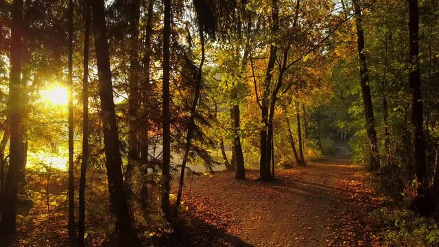 Drone flying along a sun bathed forrest way
