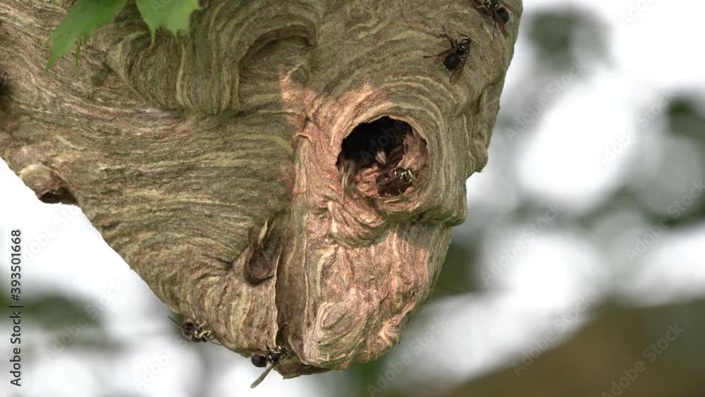 Aufkleber a large hornet nest hanging in a tree with hornets crawling in and out and constructing it larger.