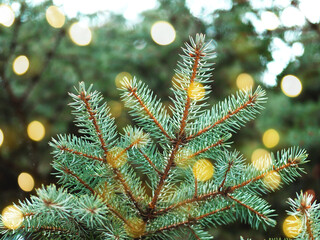 Beautiful evergreen blue spruce branches as a christmas background with sparks, with a shallow focus.