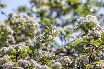 Spring flowers blooming
