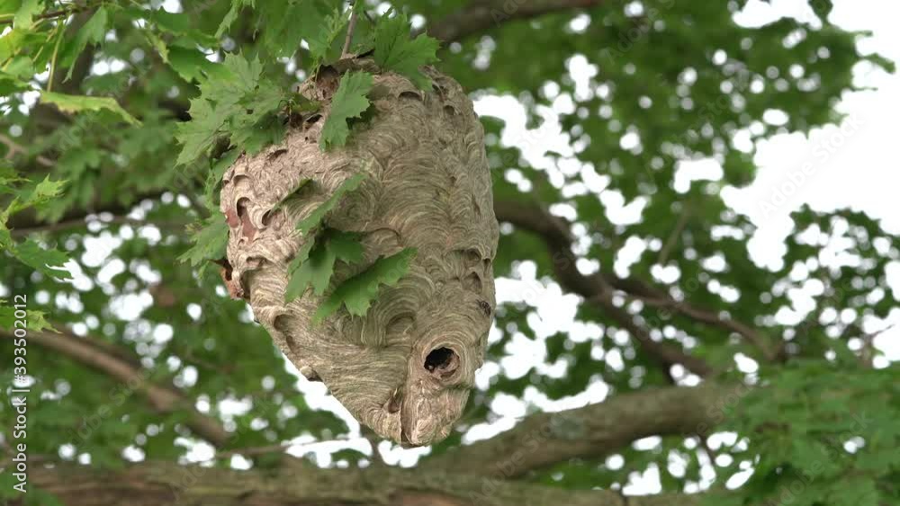Poster a large hornets nest hanging in a tree and blowing in the wind.