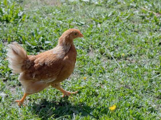chicken in the grass