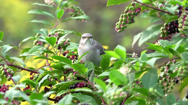 A northern gray mockingbird eating berries in a berry bush.