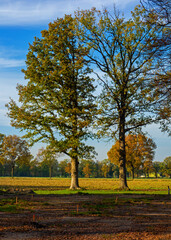 Rural landscape in autumn colors near Winterswijk, Netherlands
