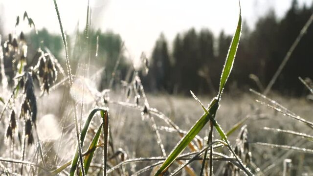 Low angle of wet and icy grass on cold winter's morning. Dolly right shot.