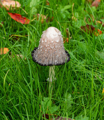 Close up of Coprinus comatus (aka shaggy ink cap, lawyer's wig, or shaggy mane)
