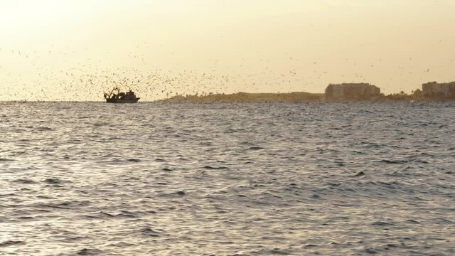 boat sailing at sunset, surrounded by seagulls and birds