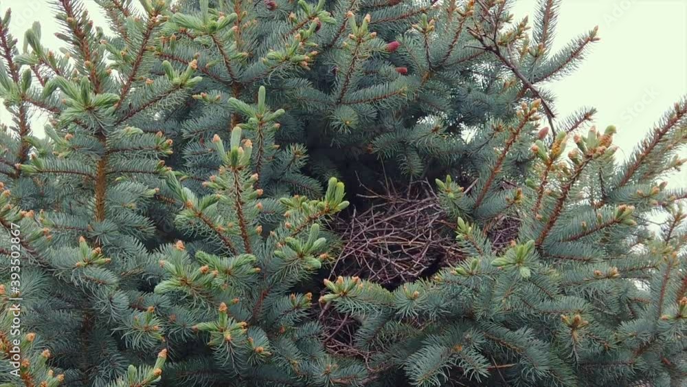 Poster slow motion shot of a magpie returning to its nest in a blue spruce tree.
