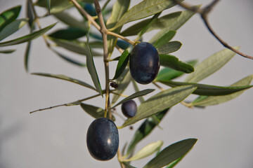 Olivenbaum in der Provence