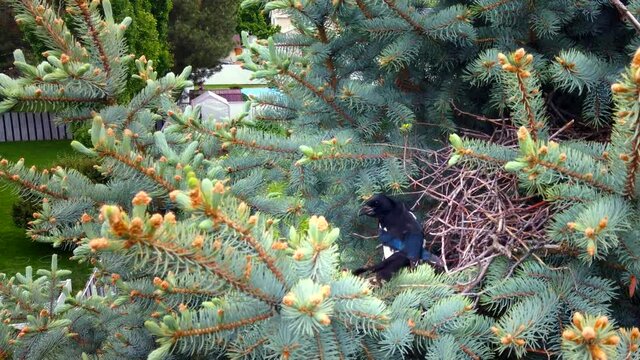 Close up shot of a magpie poking through a bird nest. The nest is seen inside a blue spruce tree.
