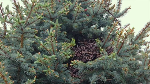 Slow motion shot of a magpie returning to its nest in a blue spruce tree.