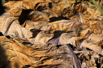 Yellowed leaves in autumn. Abstract nature background texture.