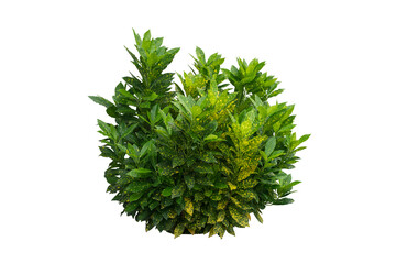 Fototapeta na wymiar green plant isolated include clipping path on white background