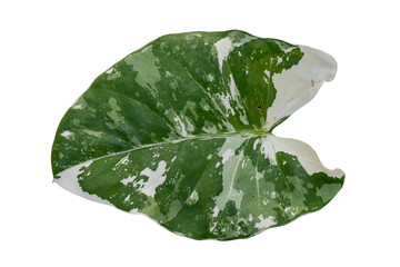 caladium  leaf plant isolated include clipping path on white background
	

