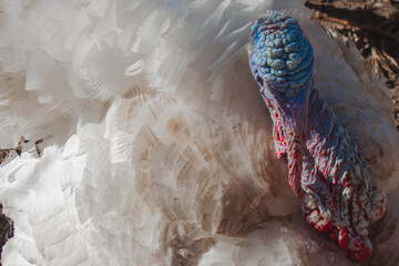 A white male turkey with a bright blue head on the dirt background