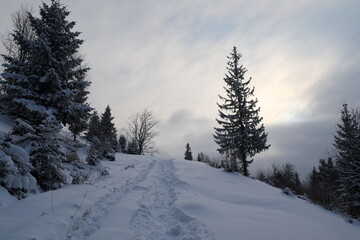 Snow covered forest with pine trees in the mountains in winter season, Carpathian mountains, Ukraine