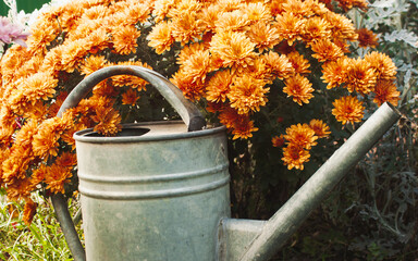 Metal garden watering can on a background of orange flowers in the garden © VeNN