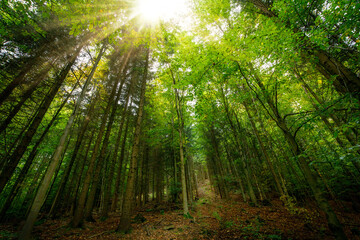 Fototapeta na wymiar Wald Perspektive Sonne riesig