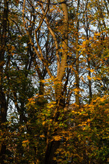 Maple trees with yellow foliage against the blue sky in the autumn Park. Leaf fall season. Bare bark and branches of trees without leaves.