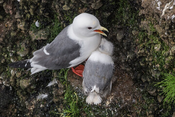 Red-legged Kittiwake (Rissa brevirostris) with chick at colony in St. George Island, Pribilof...
