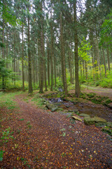 Wald Weg Fluß Wanderung