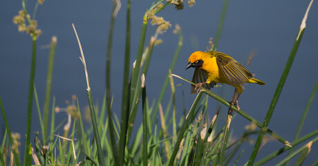 yellow bird