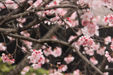満開の桜
