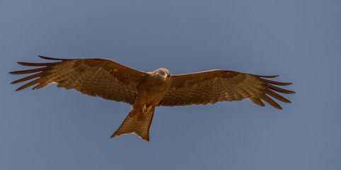 eagle in flight