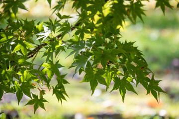 日差しを浴びて光る緑のモミジ
